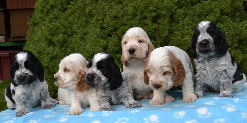 31-Janet, Jantar, Just, Jambo, Jessi, Janie.JPG